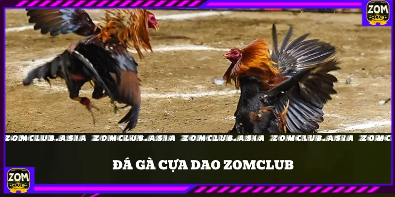 đá gà cựa dao
